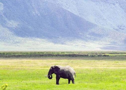 Ngorongoro Giant