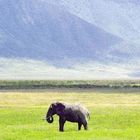 Ngorongoro Giant