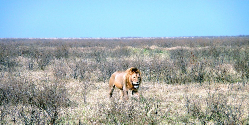 Ngorongoro King