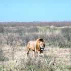 Ngorongoro King