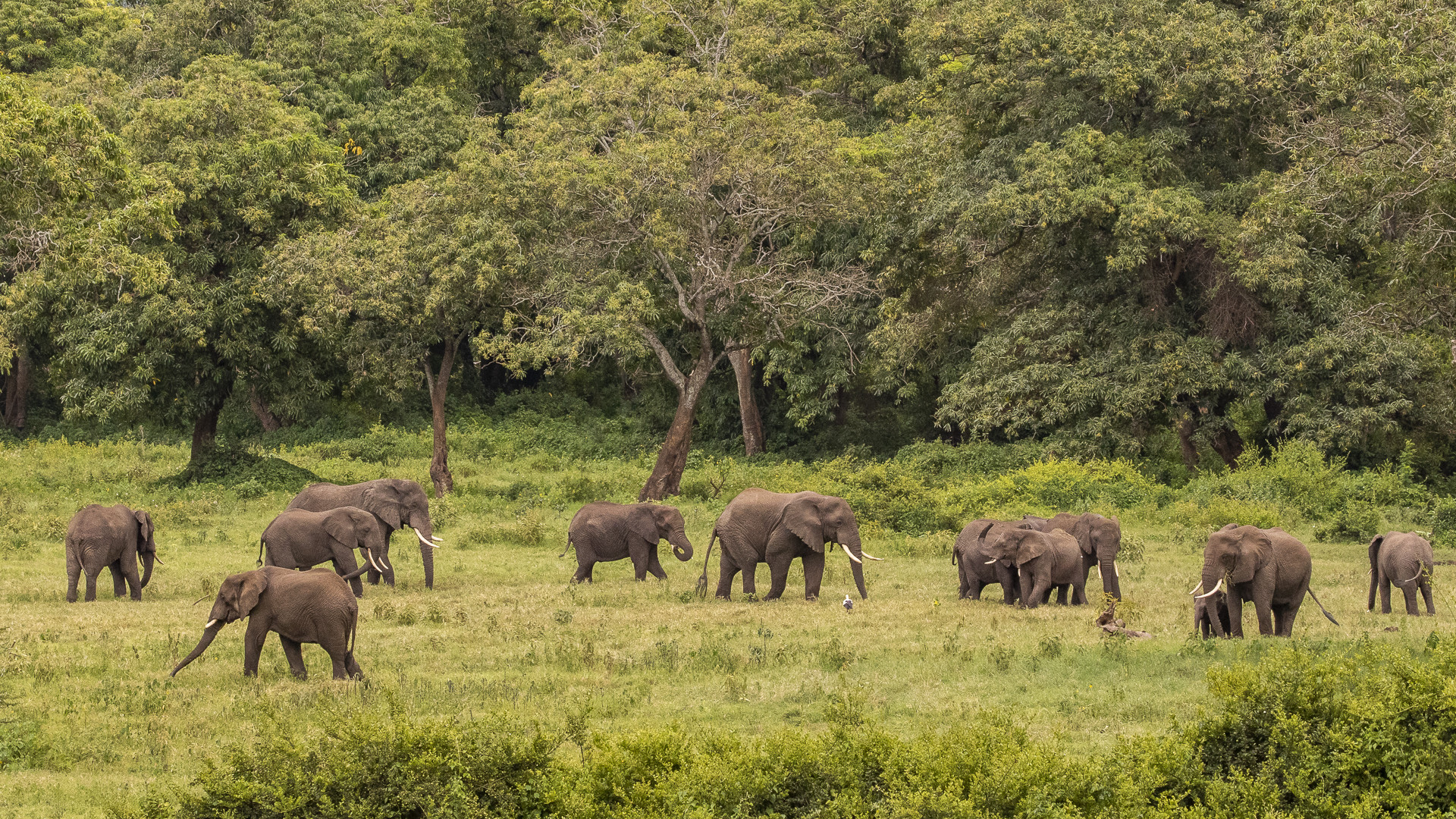 Ngorongoro Krater - Das Tierparadies....