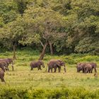 Ngorongoro Krater - Das Tierparadies....