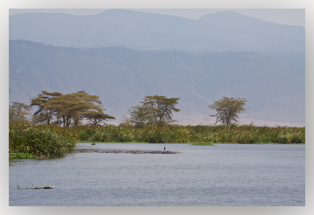 Ngorongoro Krater Flußpferde