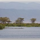 Ngorongoro Krater Flußpferde