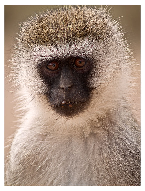Ngorongoro monkey