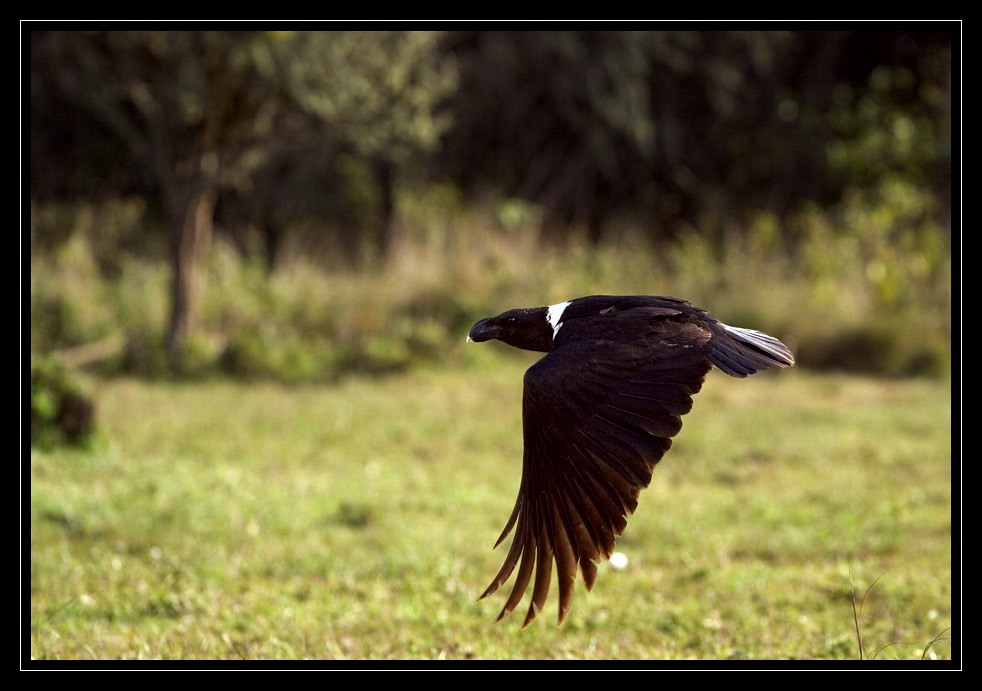 Ngorongoro Nationalpark