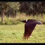 Ngorongoro Nationalpark (Reload)