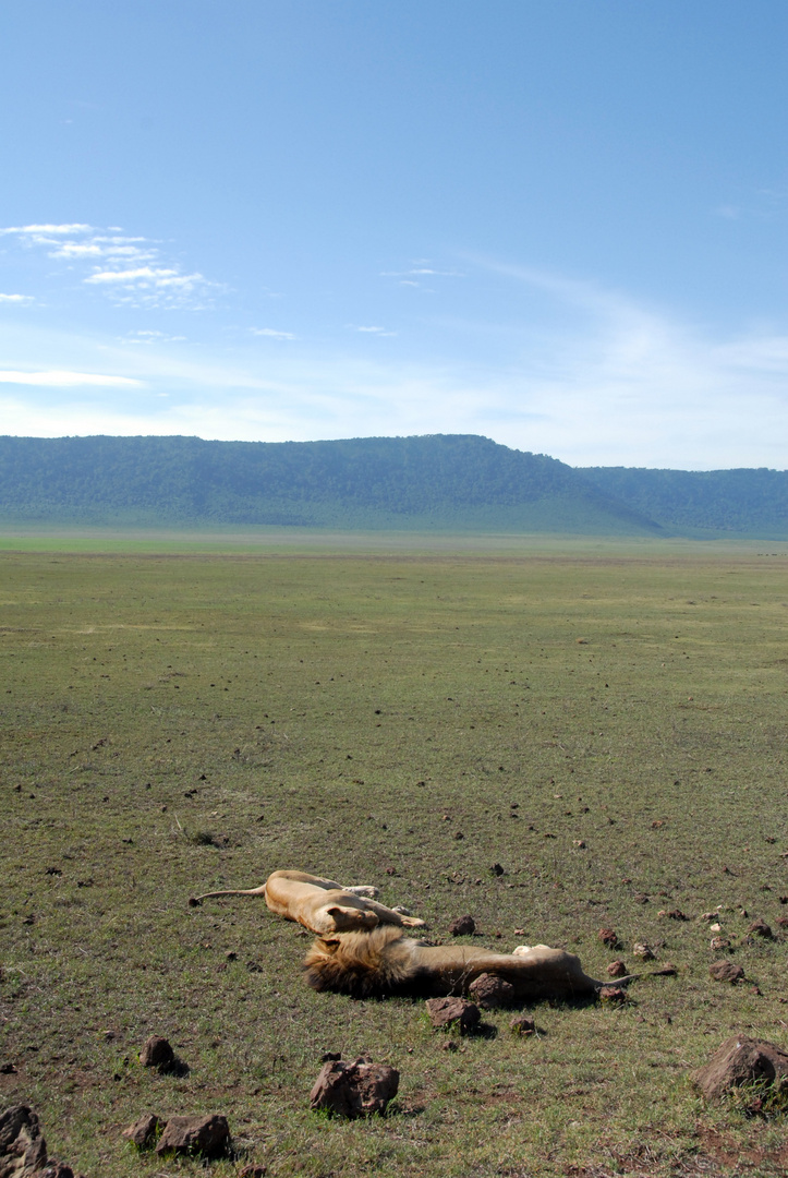Ngorongoro Traffic jam