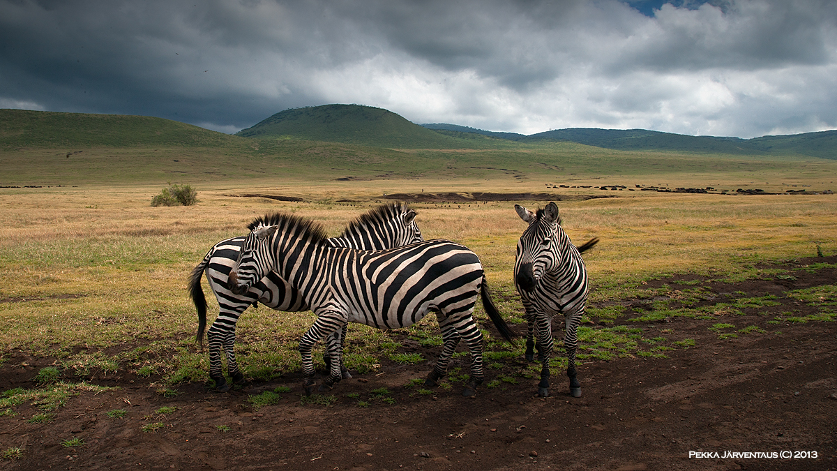 Ngorongoro, zebras