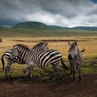 Ngorongoro, zebras