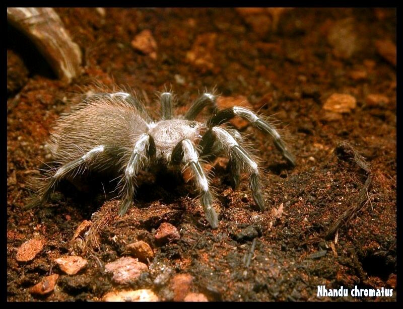 Nhandu chromatus Spiderling "Fat Albert"