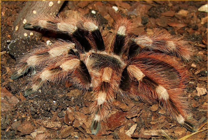 Nhandu coloratovillosus