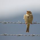 Ni clôtures ni barbelés ne réduisent sa liberté