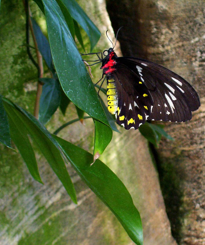 Niagara Butterfly Conservatory