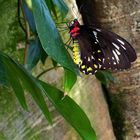 Niagara Butterfly Conservatory