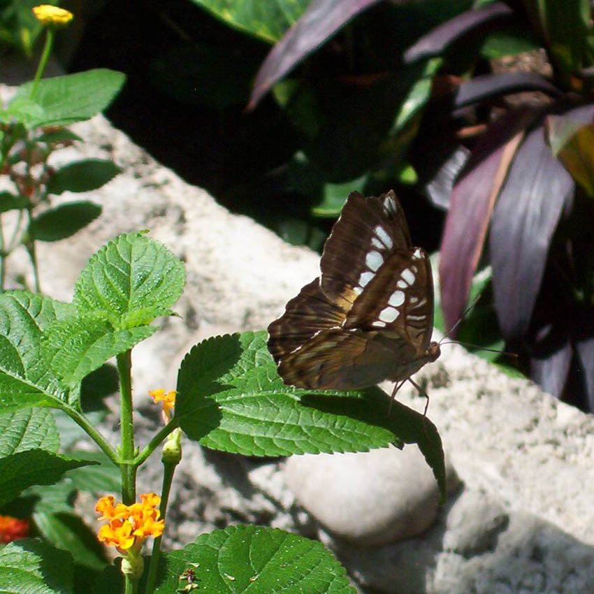 Niagara Butterfly Conservatory