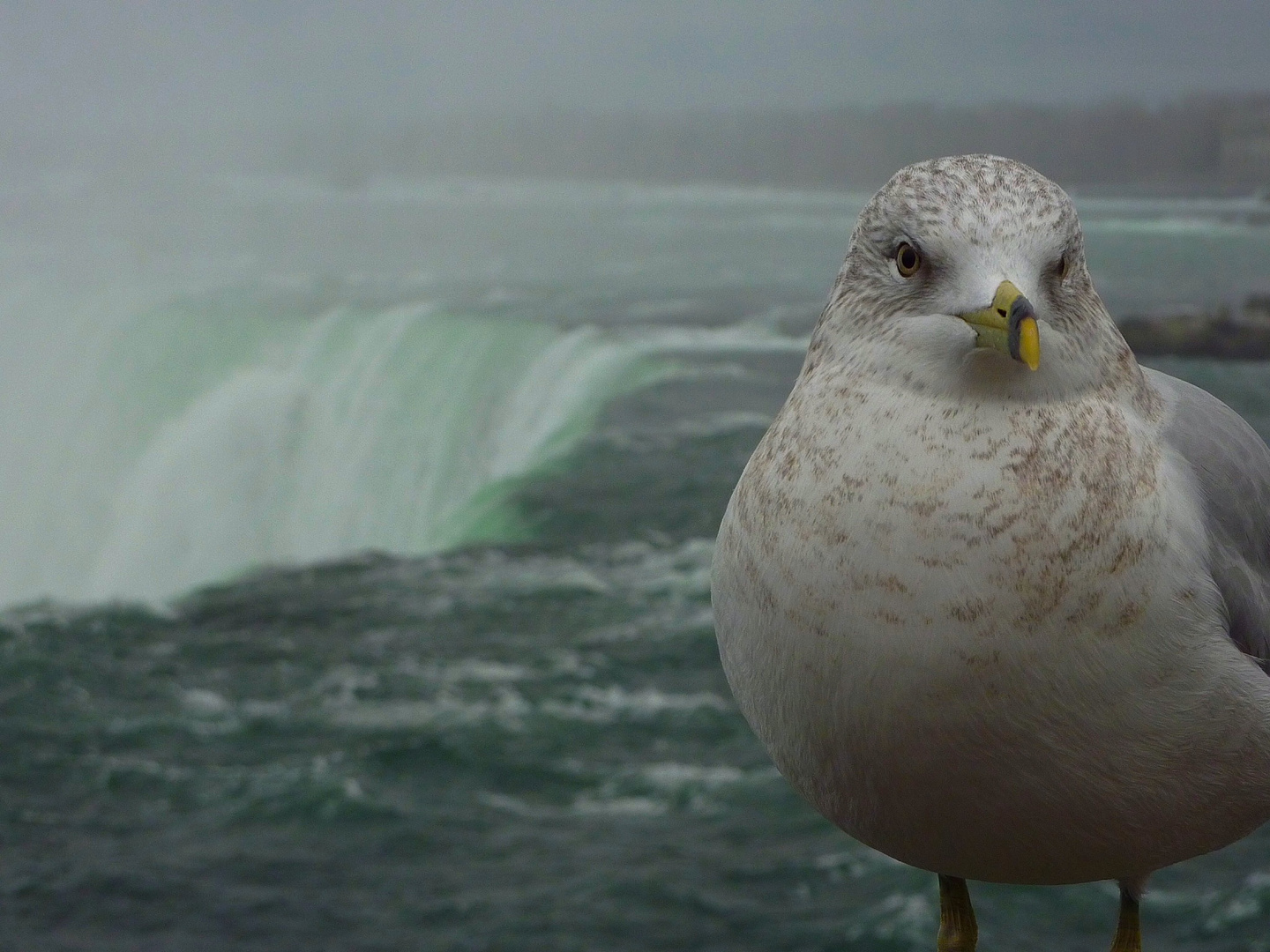 Niagara Falls