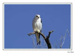 Nibbio bianco - Elanus caeruleus