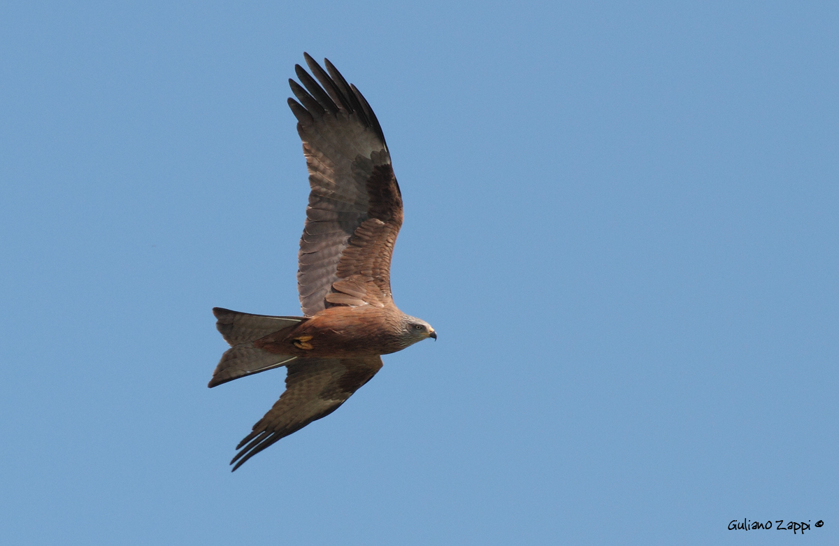 Nibbio bruno (Milvus migrans)