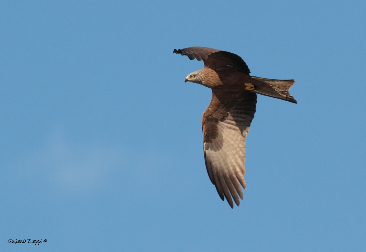 Nibbio bruno. (Milvus migrans)