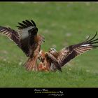 nibbio-reale www.wildlifefoto.it oscar-mura 