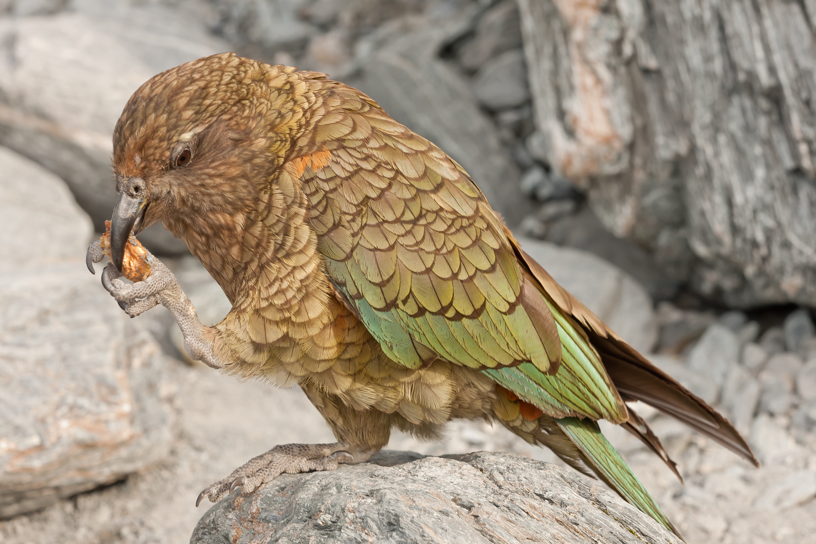 Nibbling Kea at Franz Josef Glacier in New Zealand