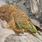 Nibbling Kea at Franz Josef Glacier in New Zealand