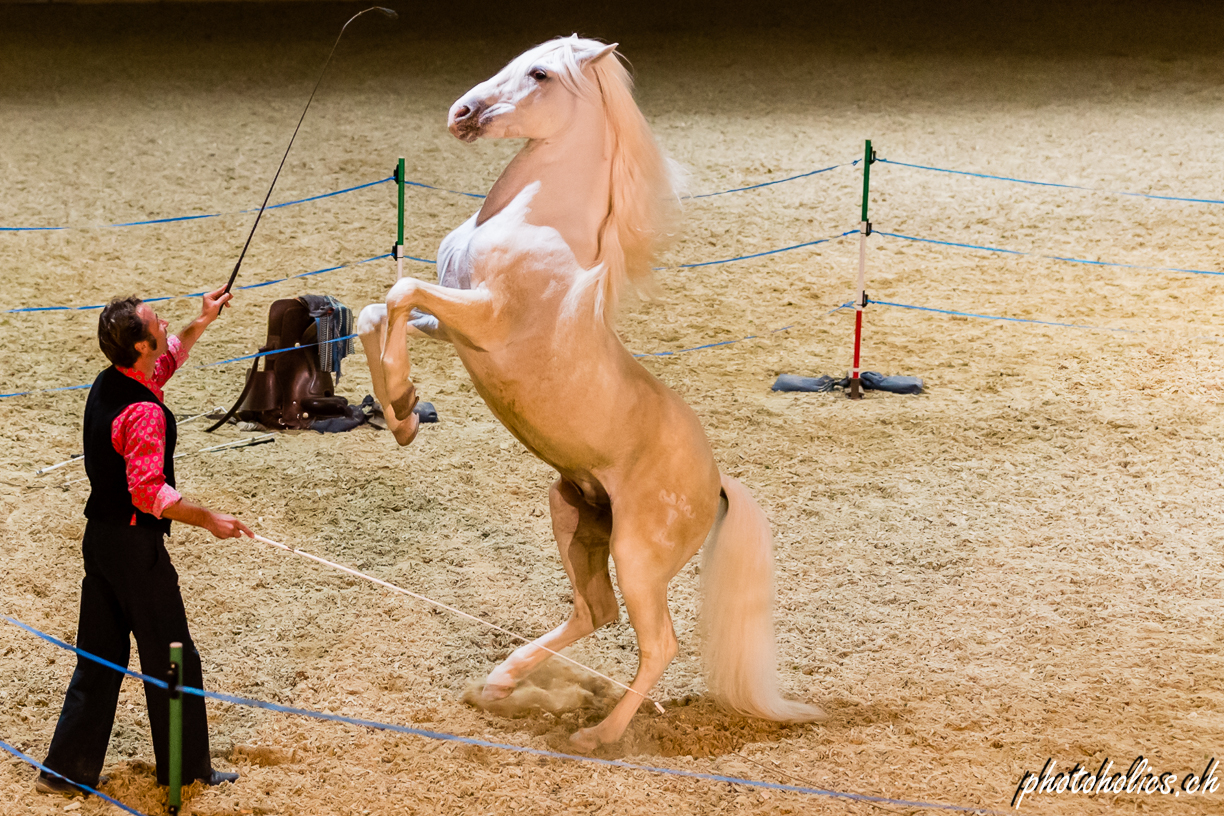 Nic mit seinem Camargue Hengst Faust...