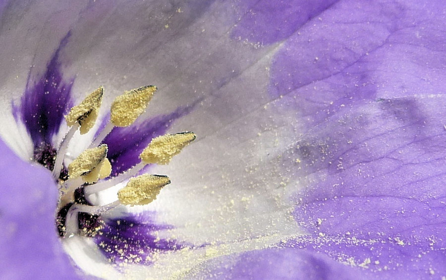 . nicandra physalodes .