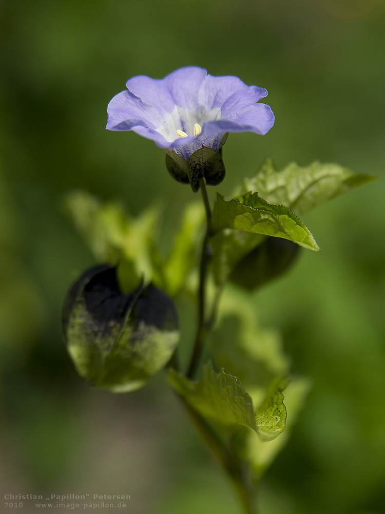 Nicandra physalodes