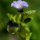 Nicandra physalodes