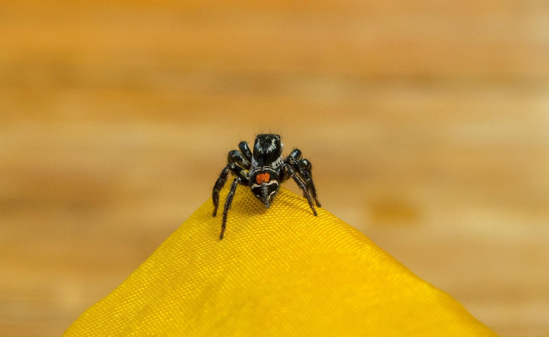 Nicaragua Spinne