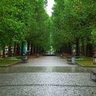 Nice avenue...even on a rainy day