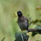 nice bird of benguera island