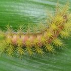 Nice Caterpillar in Brazil