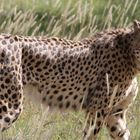 nice cheetah