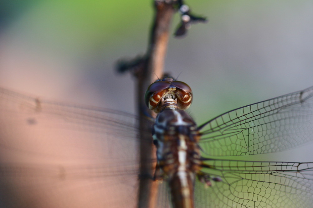 Nice close-up of a dragonfly