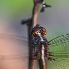 Nice close-up of a dragonfly