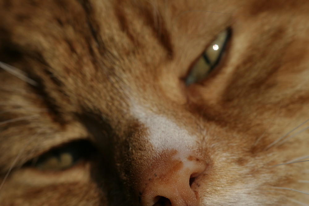 Nice close-up of my old cat