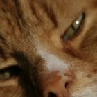 Nice close-up of my old cat