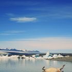 Nice dead sheep with iceberg, Iceland