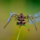 nice dragonfly