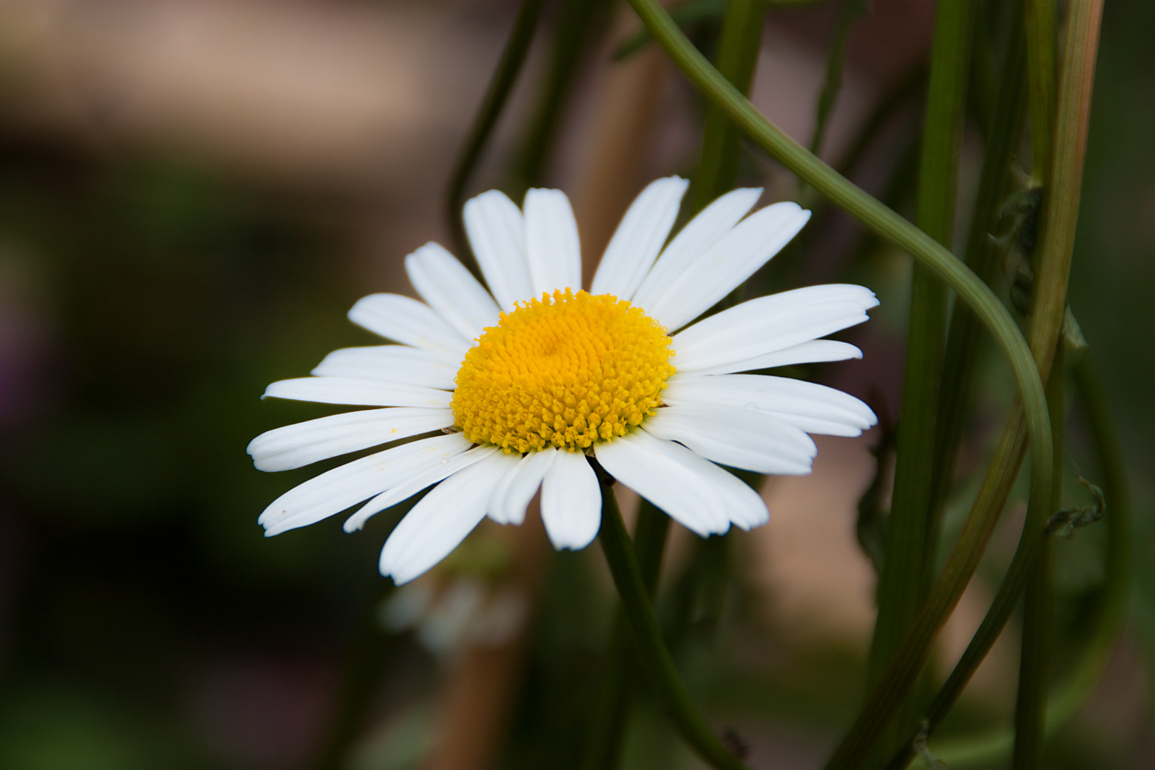 nice flower