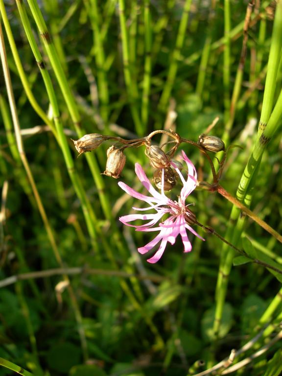 nice flower