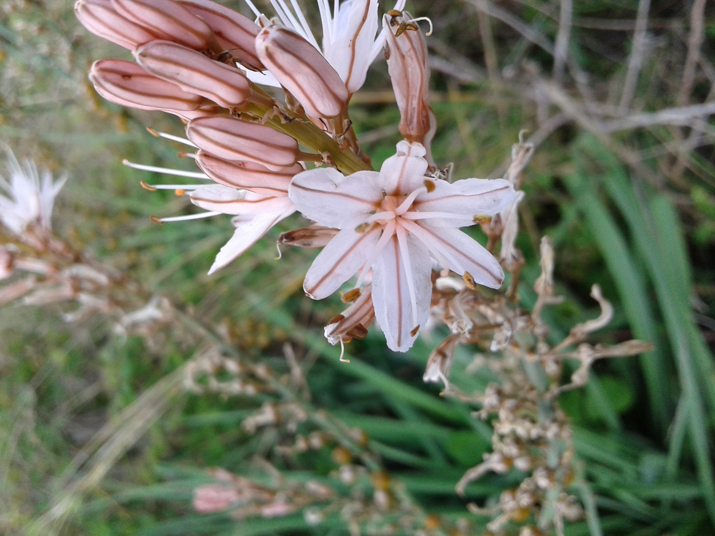 Nice flowers