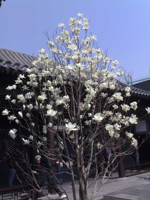 nice flowers from Beijing !