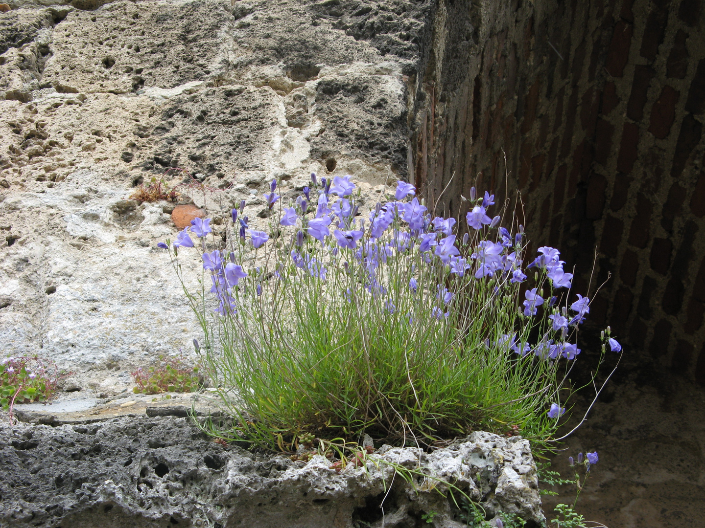 nice flowers on old stones