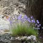 nice flowers on old stones