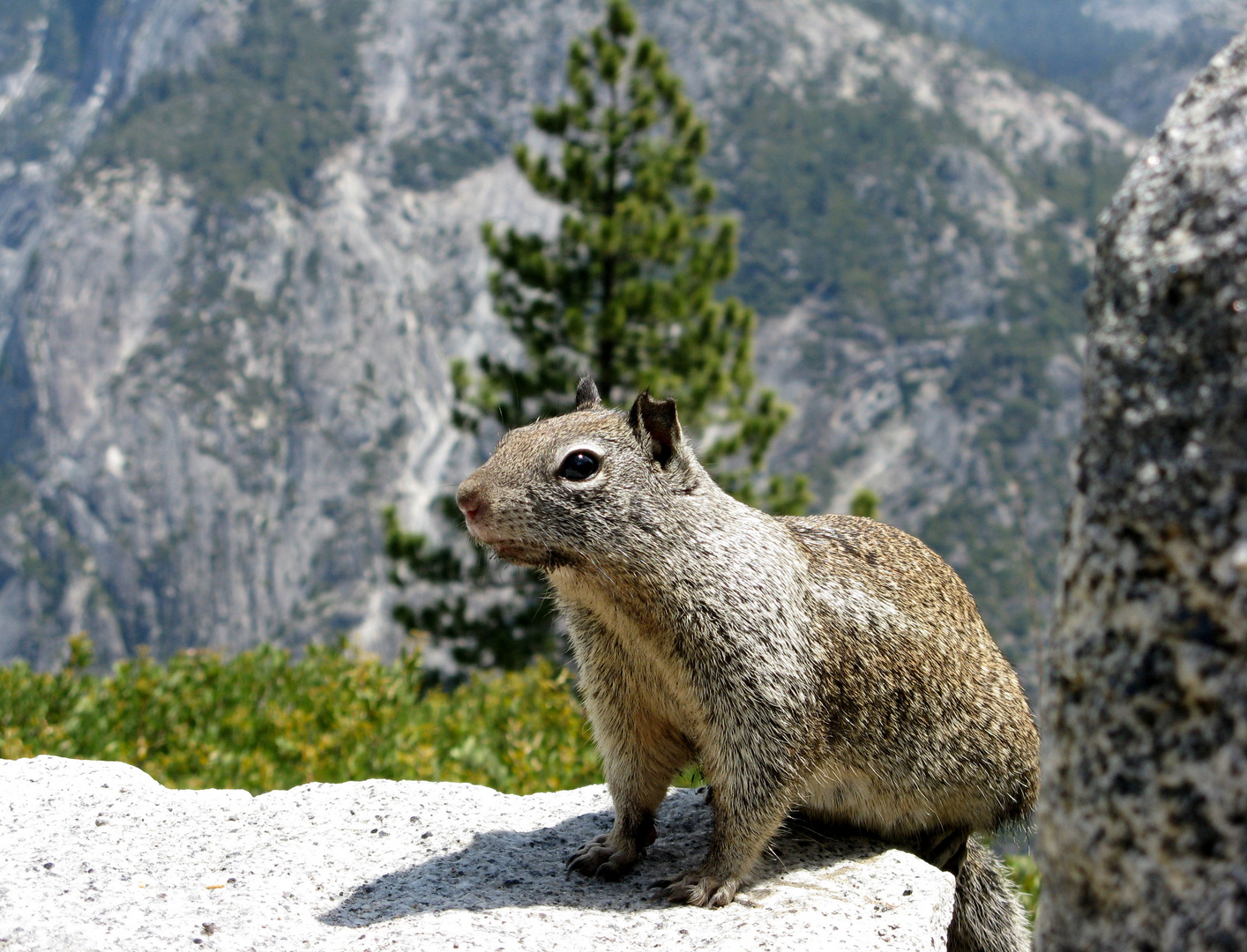 nice friend - in Yosemite - National Park (USA - Kalifornien)