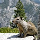 nice friend - in Yosemite - National Park (USA - Kalifornien)